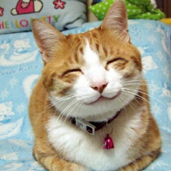 Cat Mom Accessories Box for Her Cat themed Treats and Toys for Kitty Cats - Picture 12 of 12